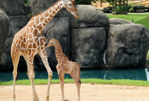 giraffe-and-calf